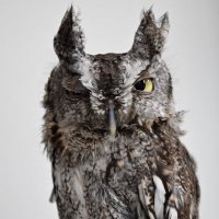ሰው, человек, شَخْص (@lev_gmt3) 's Twitter Profile