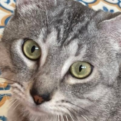 趣味、好きなものを愛でる何でも垢です。
無言フォロー、リツイートお許しください(。-人-。)
気軽によろしくです!
いいね👍️が消える病気なので、何回もいいね👍️してたらごめんなさい、、、
どうやらいいね👍️してから4~5日で、勝手にいいね👍️が外れるみたいです💦
みぃちゃん公認です🐱