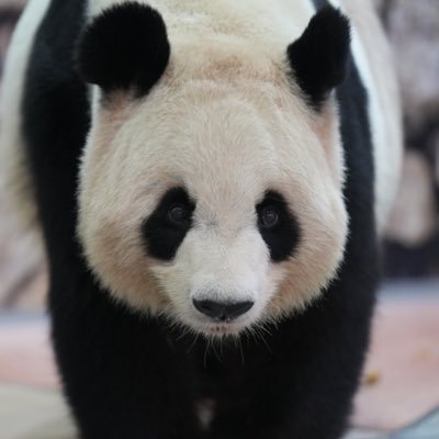 パンダさん大好き
最近は男鹿水族館GAO、八木山動物公園フジサキの杜、盛岡市動物公園ZOOMO中心にアザラシ、ホッキョクグマ、ツキノワグマなどを巡る旅