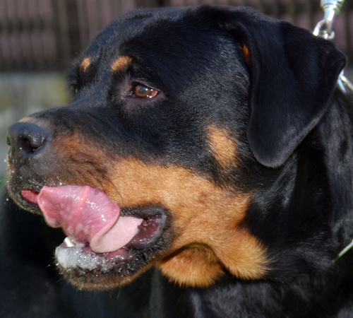 Welkome to one of the best ROTTWEILER KENNELS in EUROPE BLACK DIAMONDS OF SERBIA