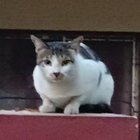 TheCatOnTheWall (@catonthe_wall) 's Twitter Profile