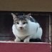 TheCatOnTheWall (@catonthe_wall) Twitter profile photo