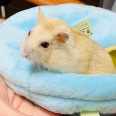 チャミさんのプロフィール画像