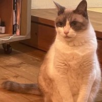 熊本 (@tyoppaaaa_dr) Twitter profile photo