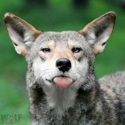 SetareSaba Profile Picture