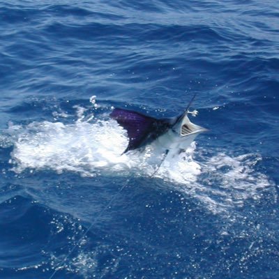 manteo44's profile picture.