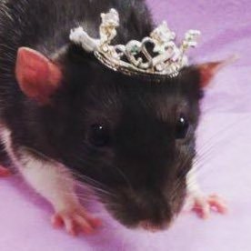 duchess_emmaxo's profile picture. she/her