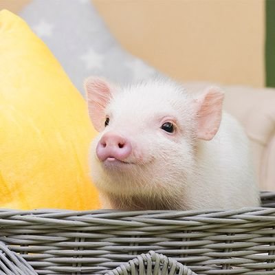 バーモンド大学の研究を信じて太らない身体を手に入れる🐖

#レコーディングダイエット
【DM返しません】