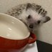 はりぼちゃんねる🦔ハリネズミ (@haribochannel) Twitter profile photo はりぼちゃんねる🦔ハリネズミ (@haribochannel) Twitter profile photo