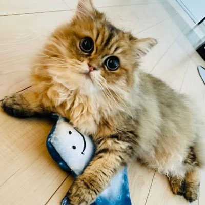 日常をゆるりと🌱美味しいごはん🌱猫犬動物好き🐾 妹家族の猫🐈#チンチラゴールデン ♂#ガンモトラオ 2022 8月より #FIP寛解 #猫好きさんと繋がりたい 2022/10/5クラファン達成しました🎈たくさんの応援ありがとうございました！