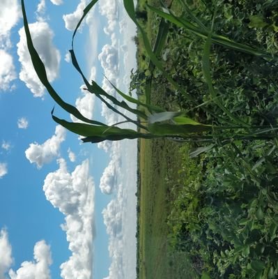 RickNMort1's profile picture. Sep25 Rebirth