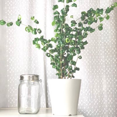 shiii174519's profile picture. 暮らしが趣味のゆるミニマリスト。ゴーディアンズ