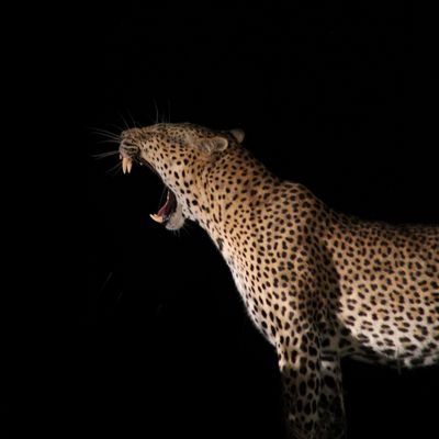 wildlife photographer📸 -no perfect but passionate