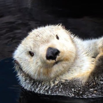 edsalasd's profile picture. 