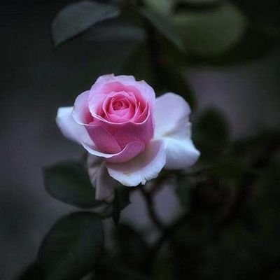 alzainiraku's profile picture. let's think my positive😊