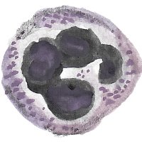 Neutrophil Biology Lab (@jablonskalab) 's Twitter Profile