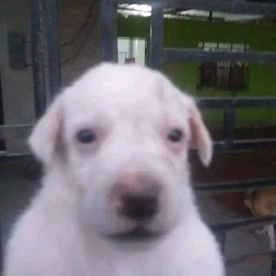 michimurfo's profile picture. Me cae bien el tilín y el niño del Oxxo diablos ya me siento una potaxita | pronombres: eso/tilin