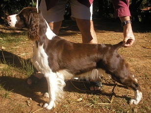 canilperbor's profile picture. Springer Spaniel Inglês, canil especializado na raça. We are the newest kennel in Brazil and we love Springers Spaniel Enghish and Pointer, 55-31-97214114