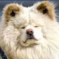 わんちゃん (@wanmanekikmyd) 's Twitter Profile Photo