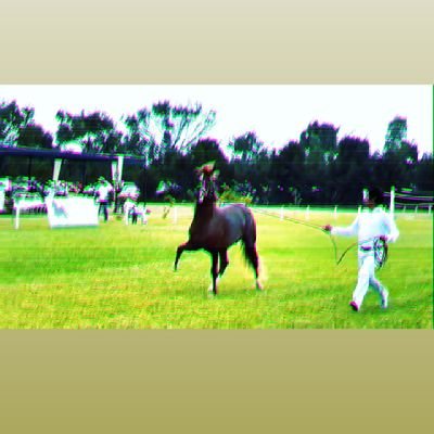 Estudiante de Medicina Veterinaria y aficionado al Caballo Peruano de Paso  🇵🇪 🐎