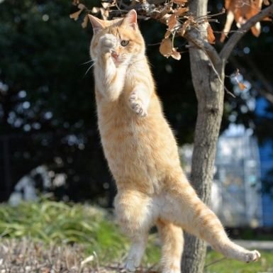 ねこぼん