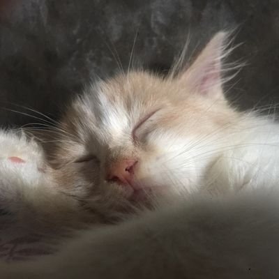 tangines_'s profile picture. stuck between giving up and keep going.

sakura❣