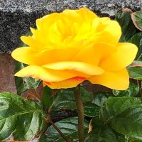 Shirley Raymond (@auntyshirley) 's Twitter Profile Photo