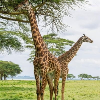 cda1805's profile picture. 