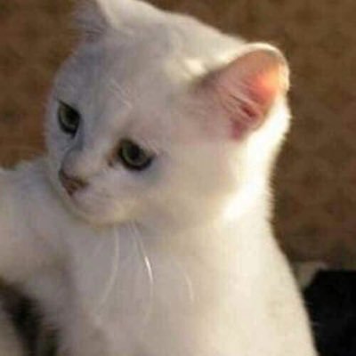 25 y.o | ♐ | France | she/elle | infp | Graphic Design & Art ♡ veggie food only | 🐈 Bobo fragile femme soja