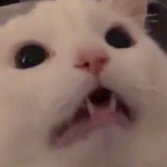 13508342874Q's profile picture. not a human being