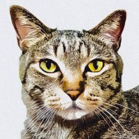 ■うちの子グッズオーダー専門店 愛猫・愛犬・お子様などのお写真からオリジナルイラストを作成✨世界にひとつだけのグッズをお作りします😸! 公式 LINE・DMなどでお客様とグッズをお作りします❤️ ギフトやプレゼントにも喜ばれています🌟 DMでお気軽にご相談を! web shop👇コチラ