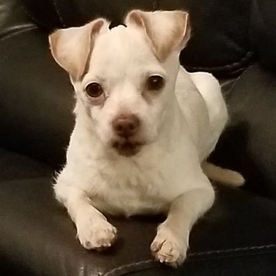 Shadezさんのプロフィール画像