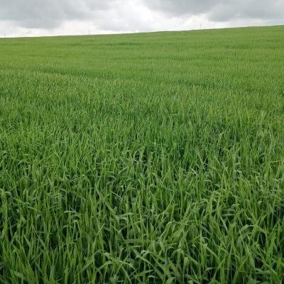 LenjirK's profile picture. Agricultural analyst