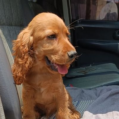 Future_maina's profile picture. In a world full of HATE,be LOVE💓.
we Breed,import, export and sell exotic Dogs.
Dm or Call +254725767385.