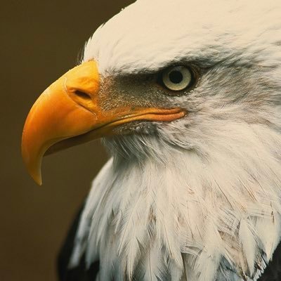 VeniceEagle Profile Picture