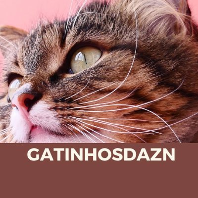 gatinhosdazn Profile Picture