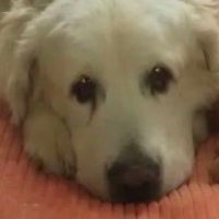 Cali 🇩🇪 (@cali220989) 's Twitter Profile Photo Cali 🇩🇪 (@cali220989) 's Twitter Profile Photo
