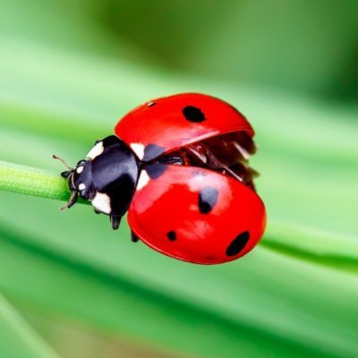Sapile33's profile picture. 