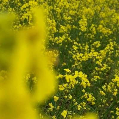 ALS00256471's profile picture. 趣味垢