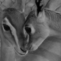 ﮼م🦌 (@assadimuna) Twitter profile photo