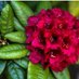 jardinpatriota (@jardinpatriota) Twitter profile photo jardinpatriota (@jardinpatriota) Twitter profile photo