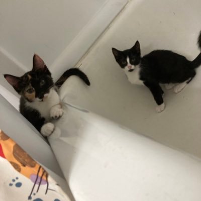 WeLoveCats1121's profile picture. 