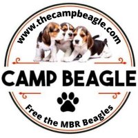 Camp Beagle (@camp_beagle) 's Twitter Profile