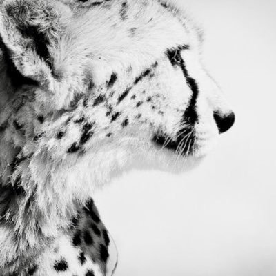 ahmedfawzy10033's profile picture. مُعجب بنفسي فوق حد الاقتناع .