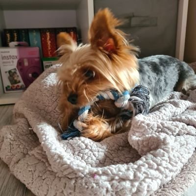 Emojifun231's profile picture. 