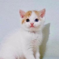 ✨ (@sickberd) 's Twitter Profile