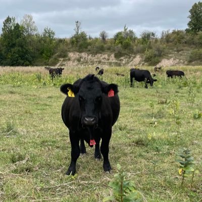 Ontario🇨🇦/ young cow calf producer/truck driver