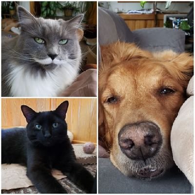 Misstache Bailey Jean and BertBert 🇺🇲💙🏳️‍🌈🐈🐕🐈‍⬛ MAGATS and all kinds of stupid will be blocked. #resist blue dot in a red county