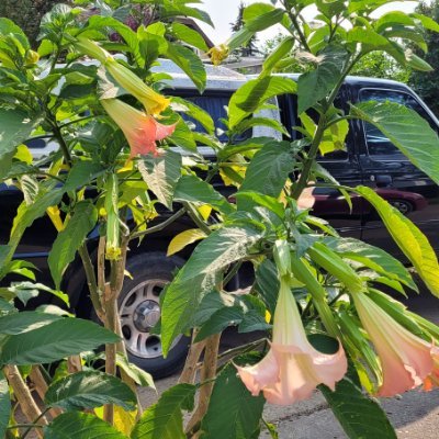 Retired, Mom, Wife, Grammoe, Love to read and follow politics.🐔🍷☘️🦂 And 
 grow Brugmansias!   @brugmansia1@mstdn.ca