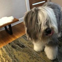 Furrydog (@furrydo27236715) 's Twitter Profile Photo
